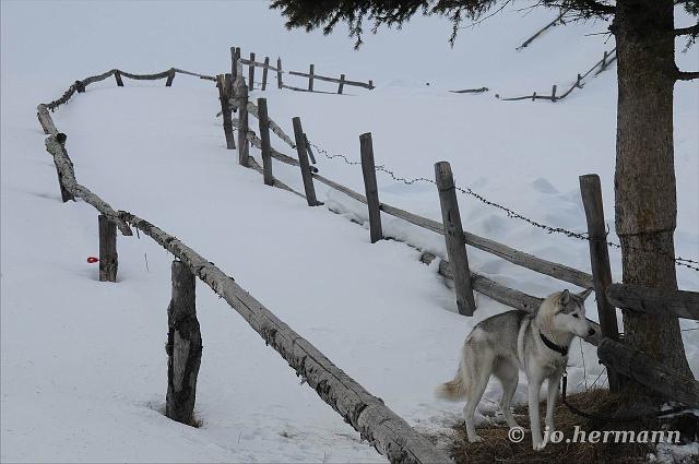 Schlittenhunde Innerkrems-022.jpg